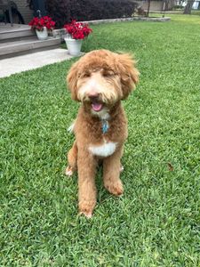 Woof Gang Bakery & Grooming Valrico photo 25