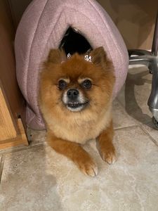 Woof Gang Bakery & Grooming Valrico photo 26