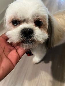 Woof Gang Bakery & Grooming Valrico photo 27