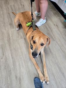 Woof Gang Bakery & Grooming Valrico photo 28