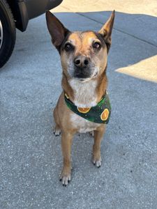 Woof Gang Bakery & Grooming Valrico photo 29