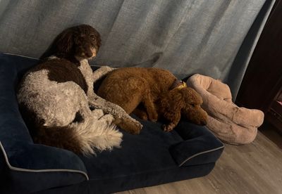 Woof Gang Bakery & Grooming Valrico photo 31