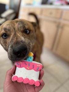 Woof Gang Bakery & Grooming Valrico photo 32