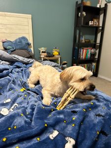 Woof Gang Bakery & Grooming Valrico photo 33