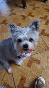 Woof Gang Bakery & Grooming Valrico photo 35