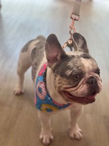 Woof Gang Bakery & Grooming Valrico photo 37