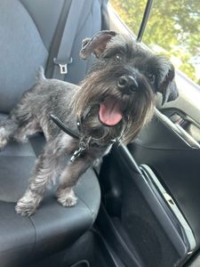 Woof Gang Bakery & Grooming Valrico photo 38