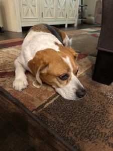 Woof Gang Bakery & Grooming Valrico photo 39