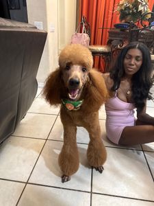 Woof Gang Bakery & Grooming Valrico photo 40