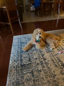 Woof Gang Bakery & Grooming Valrico photo 41