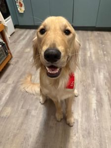 Woof Gang Bakery & Grooming Valrico photo 44