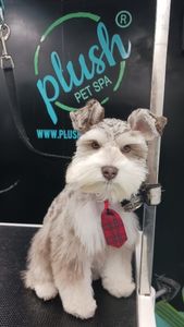 Plush Pet Spa