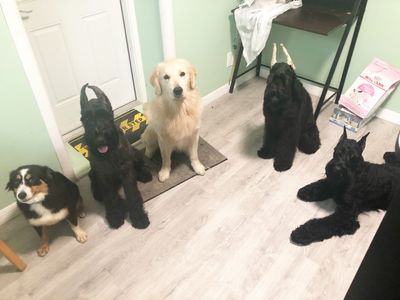 ABCK9s Pet Services - Business Location