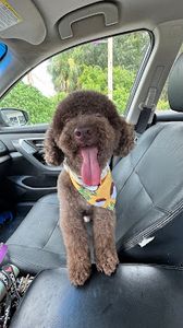 Doggy Day Trips Spa & Boutique