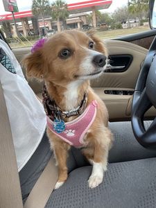 Doggy Day Trips Spa & Boutique