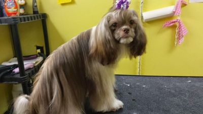 Colleens Pet Grooming