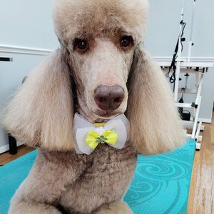 Havana Pet Salon and Spa