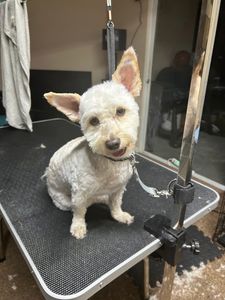 Alberto’s Pet Grooming - Business Location