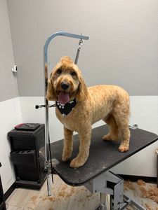 Furry Friends Retreat