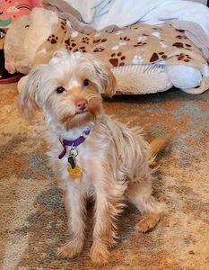 Barbara's Pet Grooming