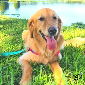 Pitter Patter Paws FL