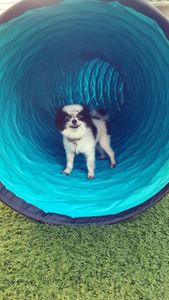 Poochie’s Pet Hotel