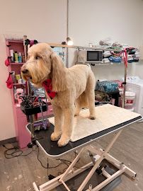 Luxe Pup Studio