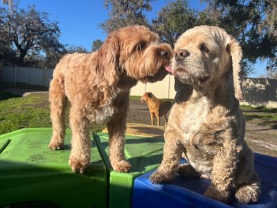 Canine Cabana