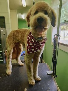 Buckets of Love Dog Grooming