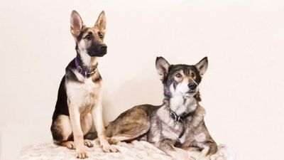 A Gentle Touch Grooming - Business Location