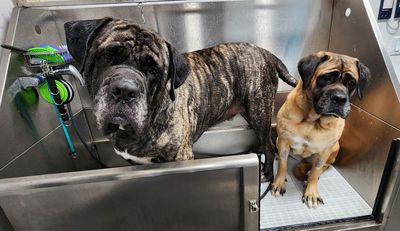 Fur Slayer LLC photo 5