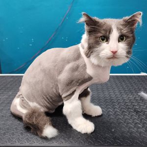 Fur Slayer LLC photo 7