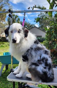 Fur Slayer LLC photo 9