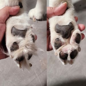 Fur Slayer LLC photo 10