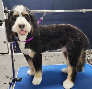 Fur Slayer LLC photo 11