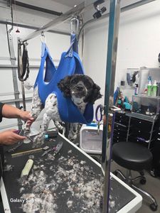 Fur Slayer LLC photo 12