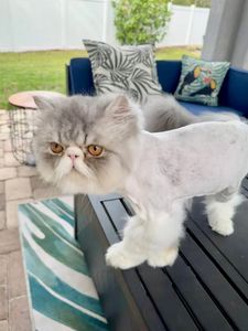 Fur Slayer LLC photo 15