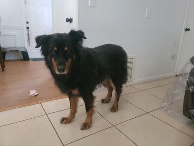 Fur Slayer LLC photo 16