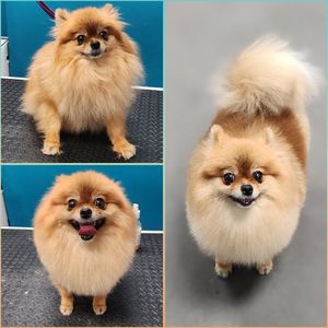 Fur Slayer LLC photo 20