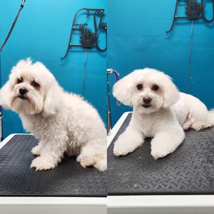 Fur Slayer LLC photo 21