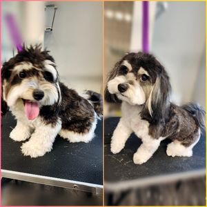 Fur Slayer LLC photo 22