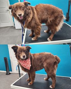 Fur Slayer LLC photo 23