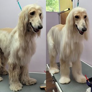 Fur Slayer LLC photo 24