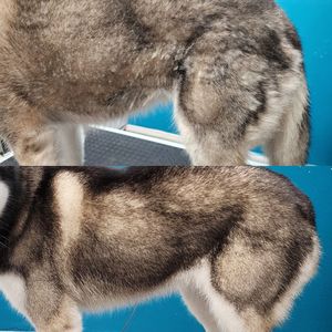 Fur Slayer LLC photo 26