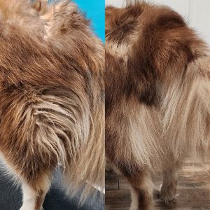 Fur Slayer LLC photo 27