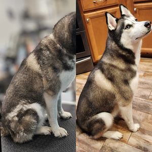 Fur Slayer LLC photo 28