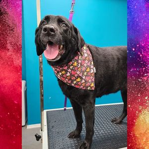 Fur Slayer LLC photo 29