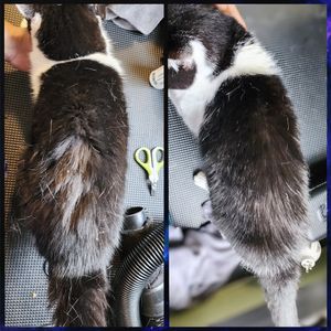 Fur Slayer LLC photo 31