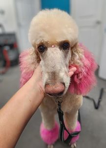 Fur Slayer LLC photo 33