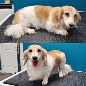 Fur Slayer LLC photo 34